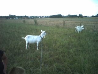 A po drodze do Dobrej…